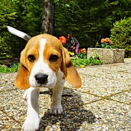 Bacova Skala Деревянный коттедж *